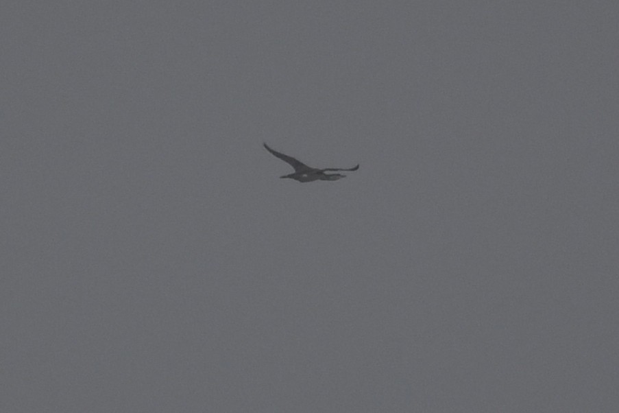 smålom - ML644383350