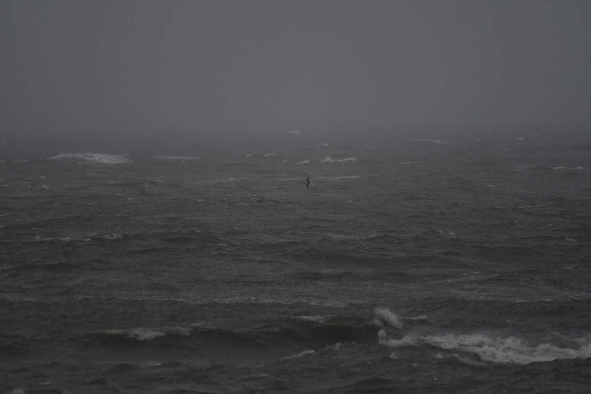 lattermåke - ML644383361