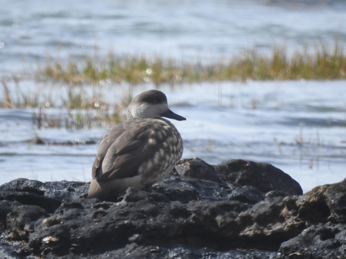 カンムリガモ - ML644383373