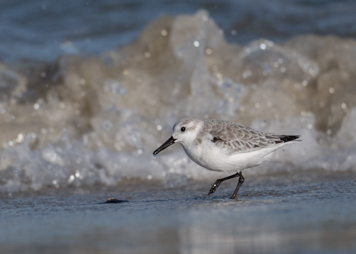 Sanderling - ML644383399