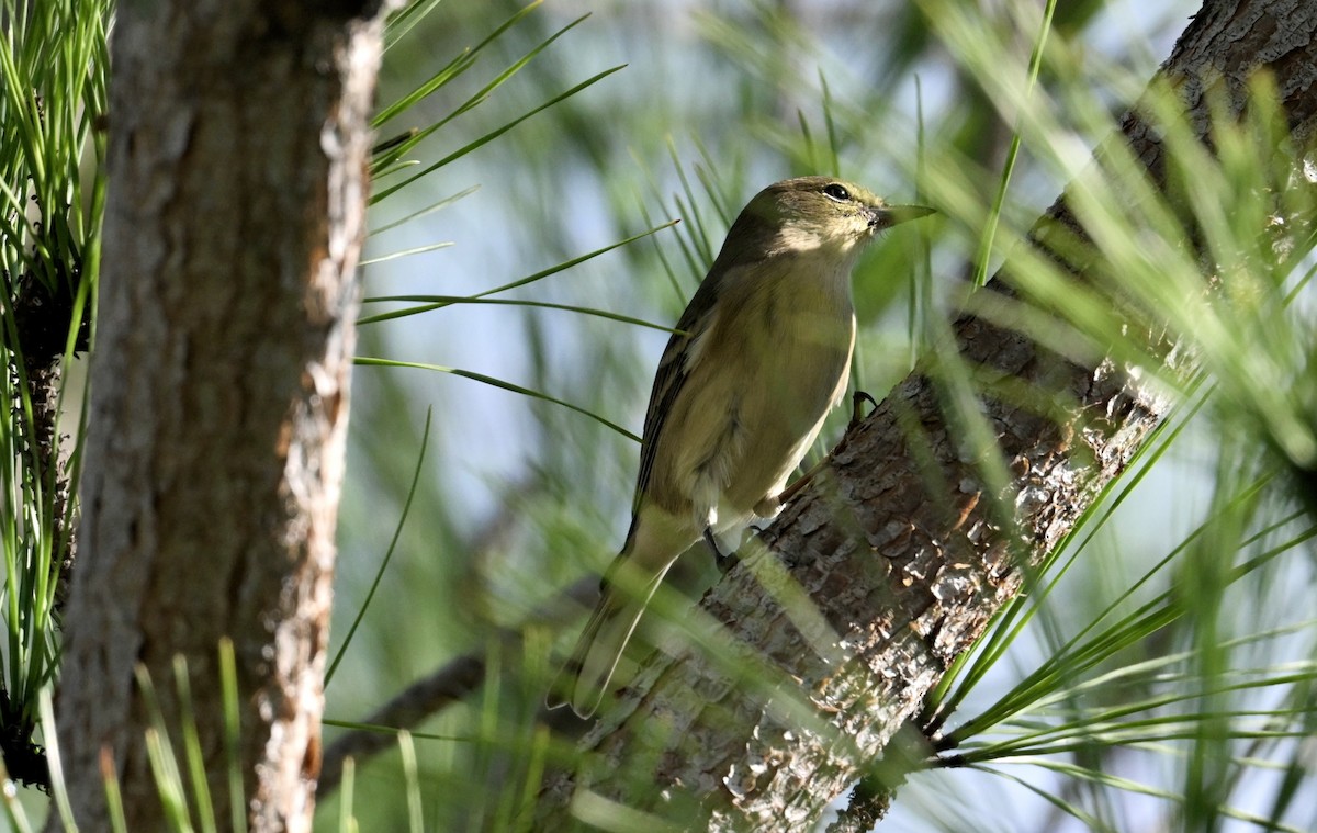 סבכון אורנים - ML644383403