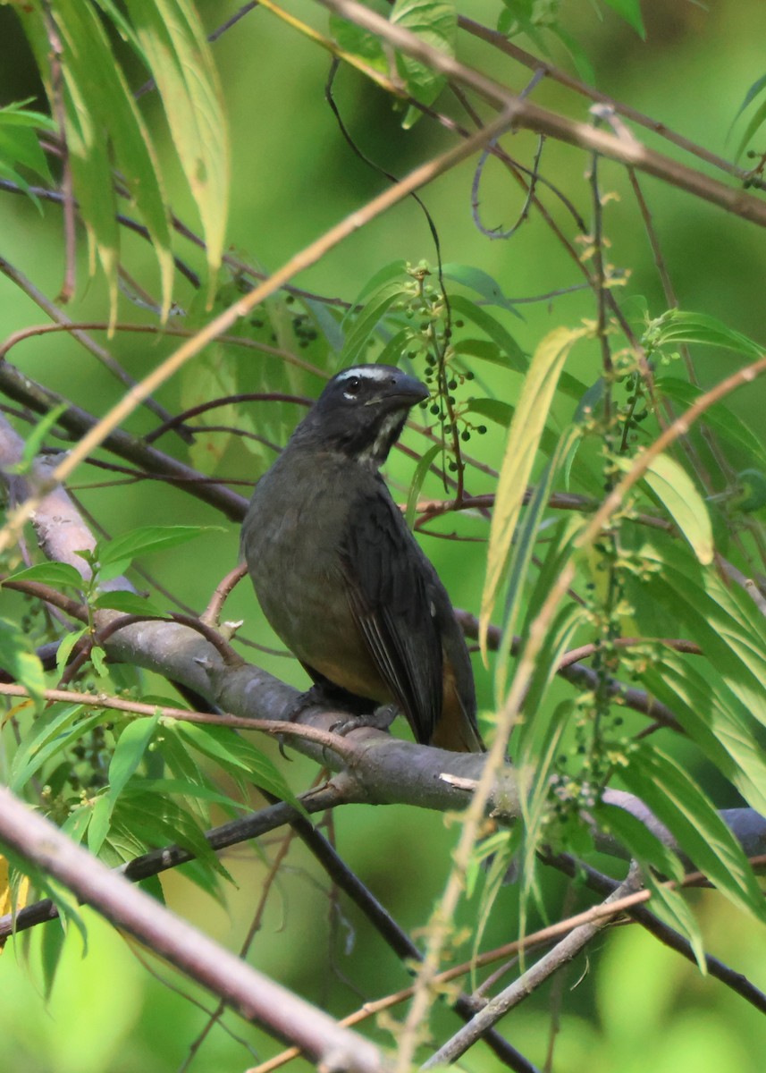 Зернолуск бурогузий - ML644383414