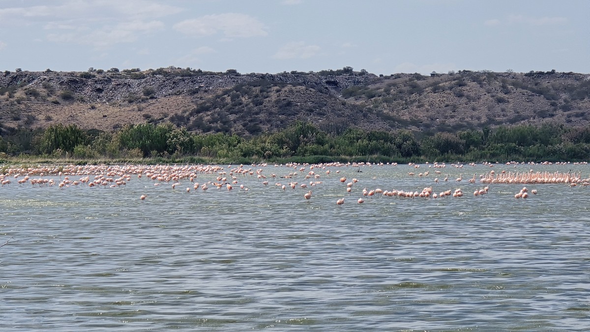 Chilean Flamingo - ML644383425