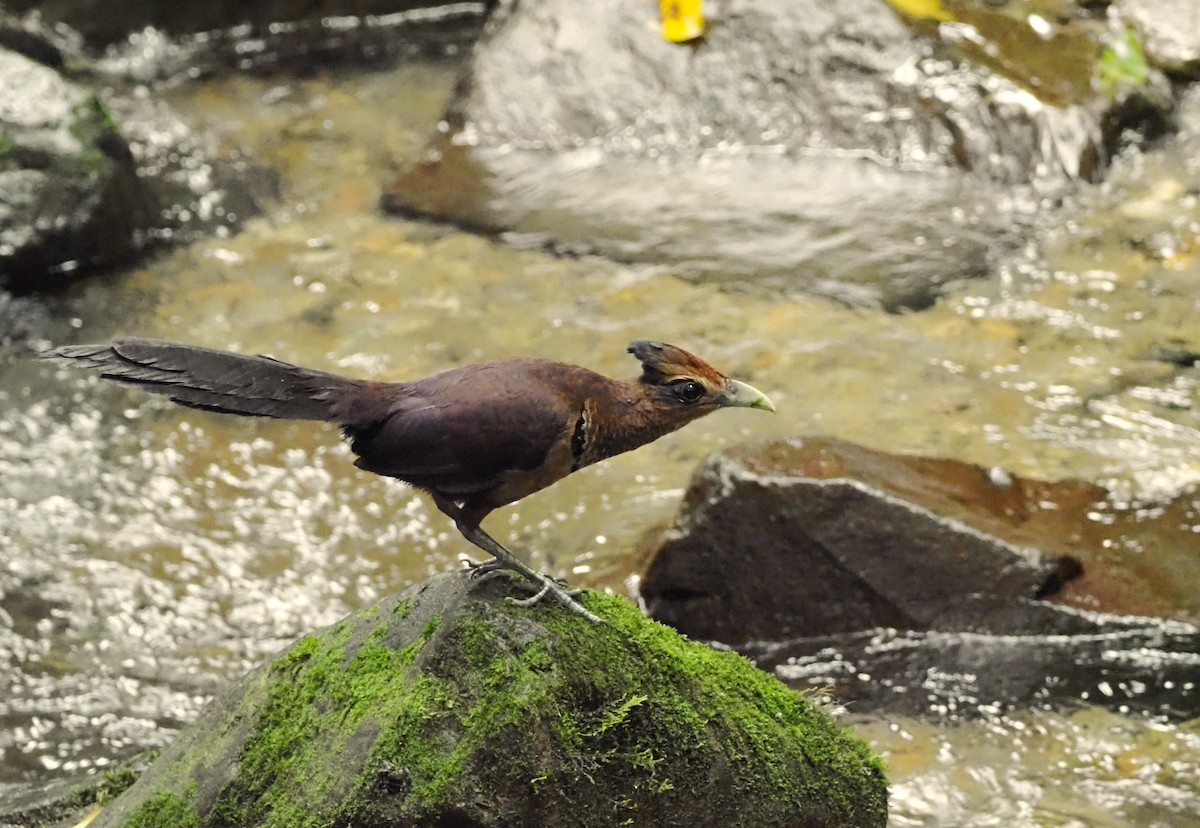 Таязура рудогуза - ML644383439