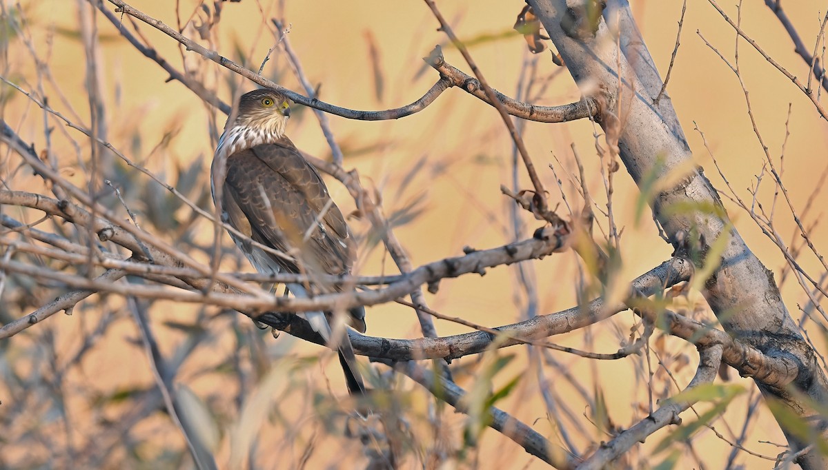 Яструб неоарктичний - ML644383442