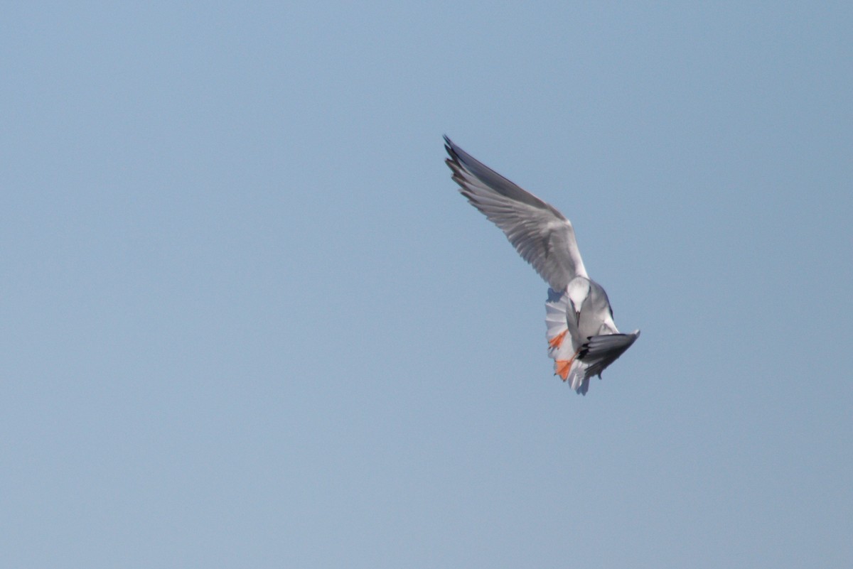 Bonaparte's Gull - ML644383453