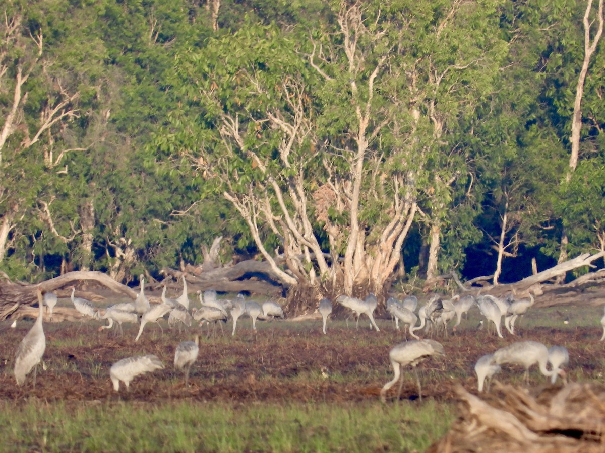 Brolga - ML644383459