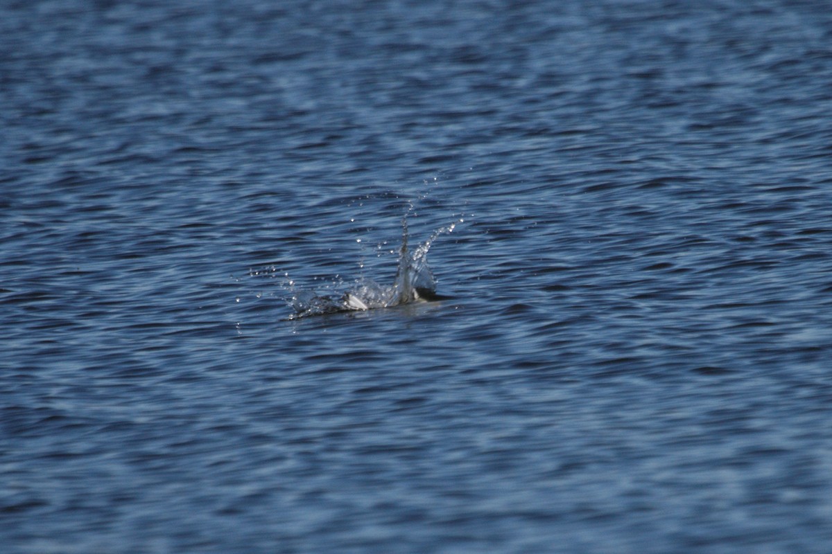 Bonaparte's Gull - ML644383461
