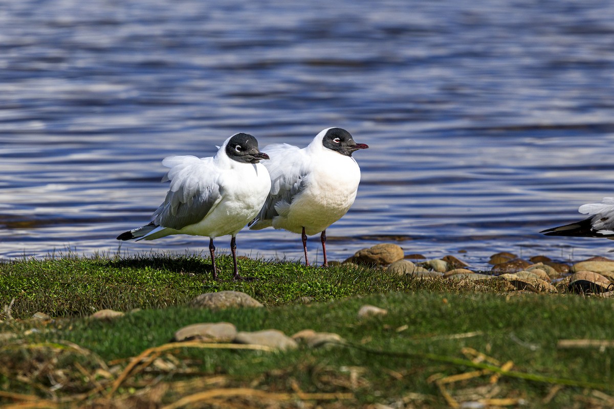 Andean Gull - ML644383472