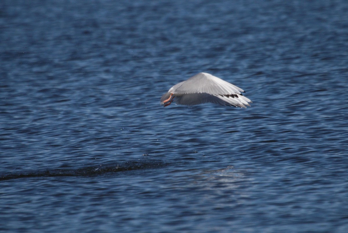Bonaparte's Gull - ML644383473
