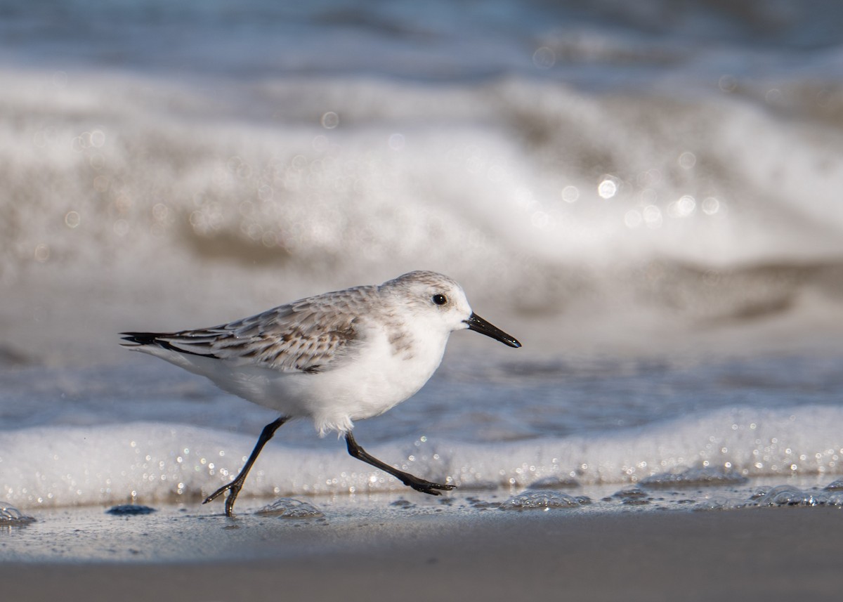 Sanderling - ML644383476