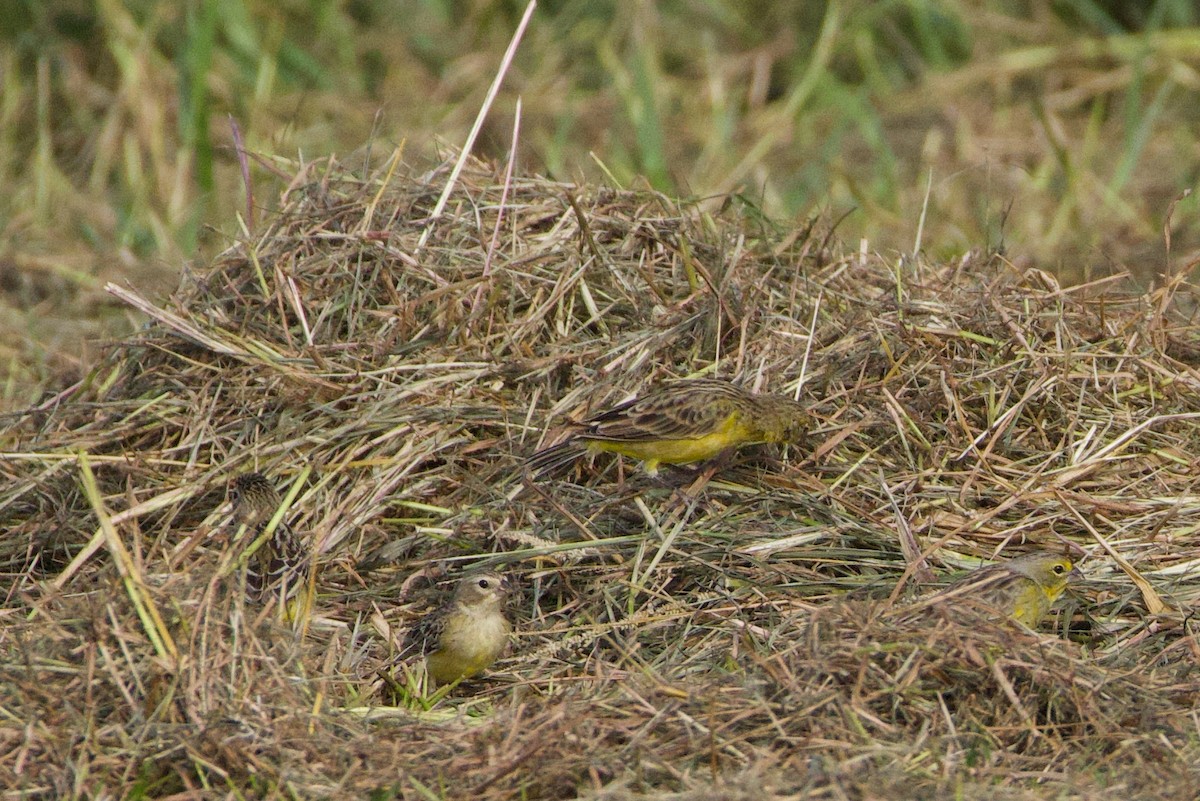 Grassland Yellow-Finch - ML644383477