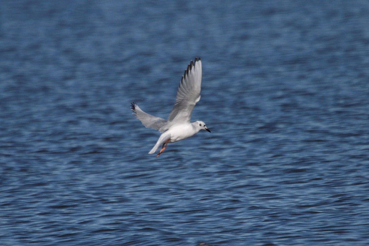 Bonaparte's Gull - ML644383478