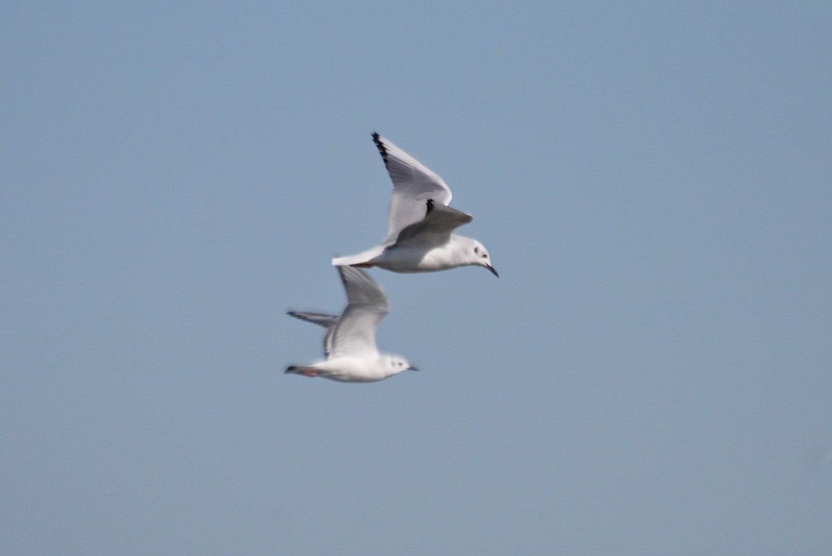 Bonaparte's Gull - ML644383485