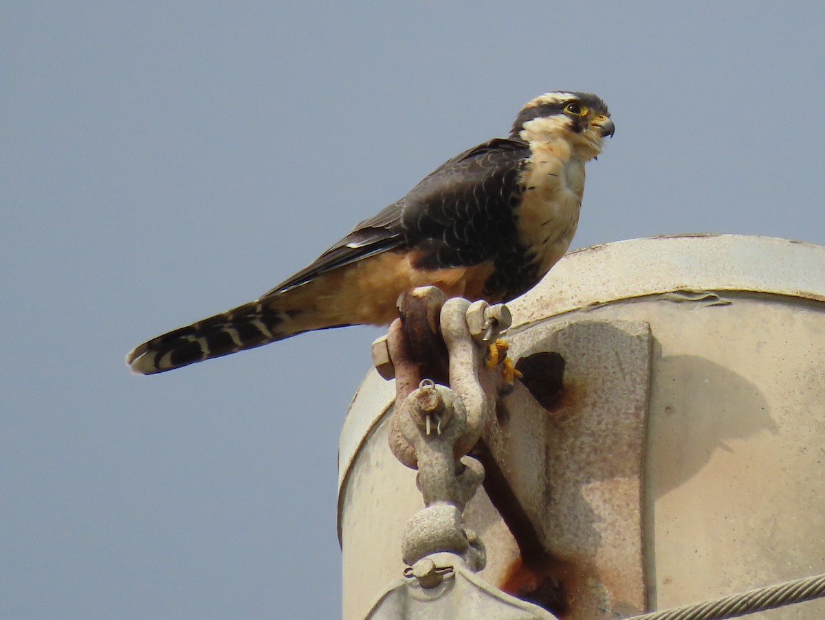 Belatz galtzaduna - ML644383487