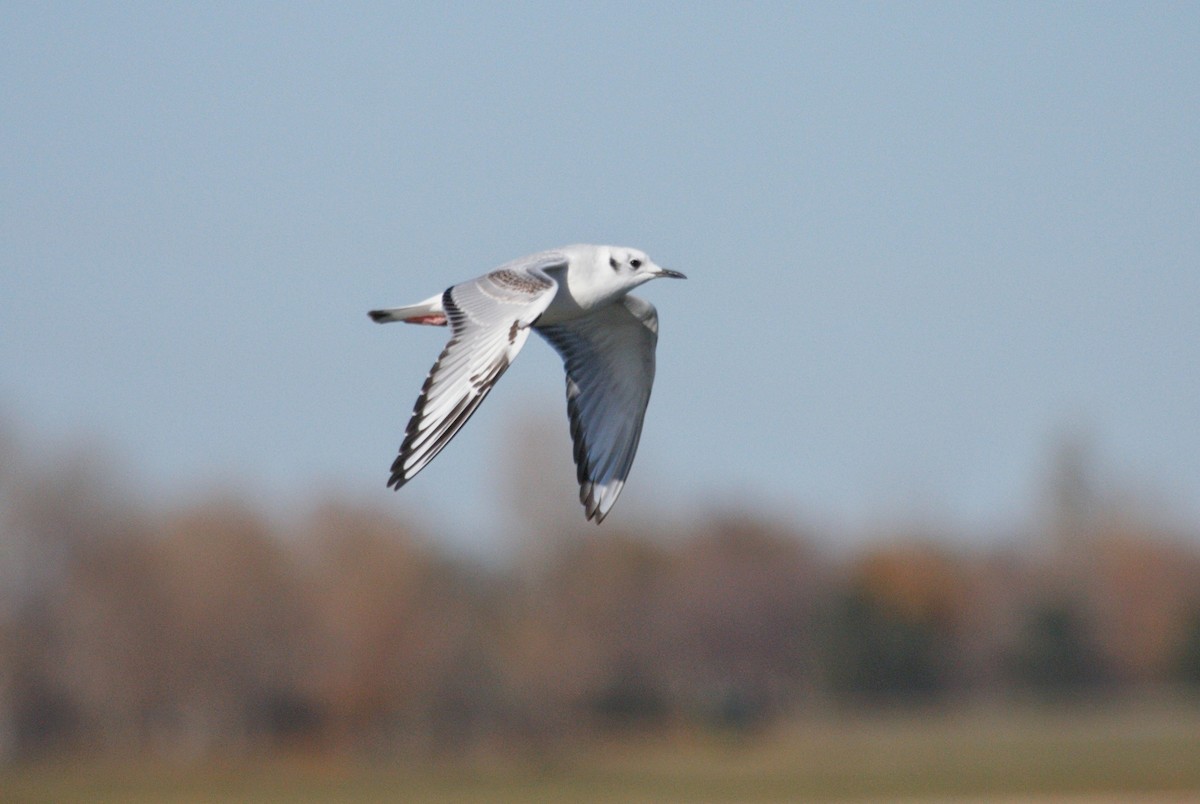 Bonaparte's Gull - ML644383488