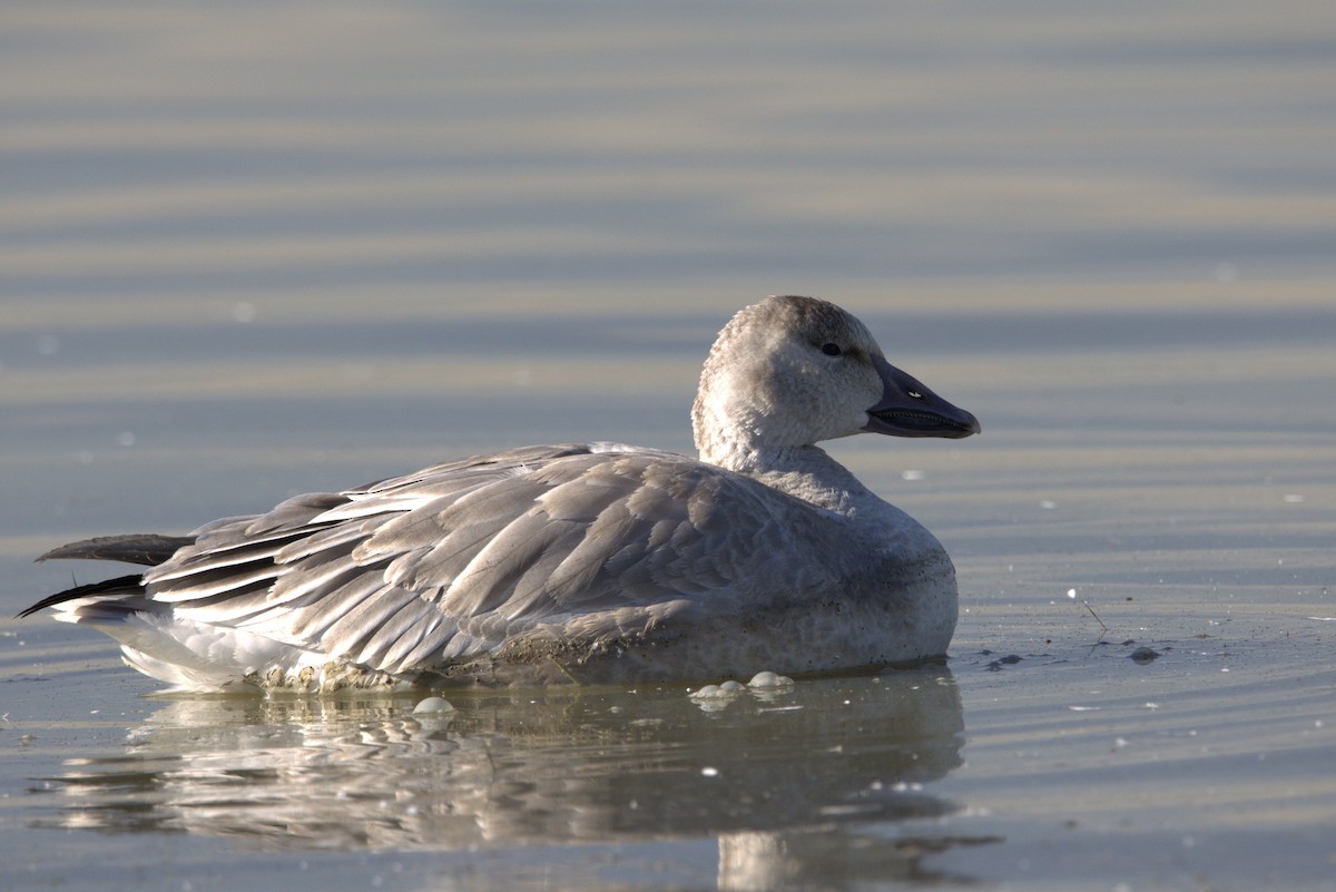 Snow Goose - ML644383490