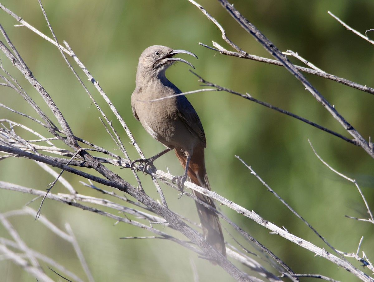 Crissal Thrasher - ML644383502