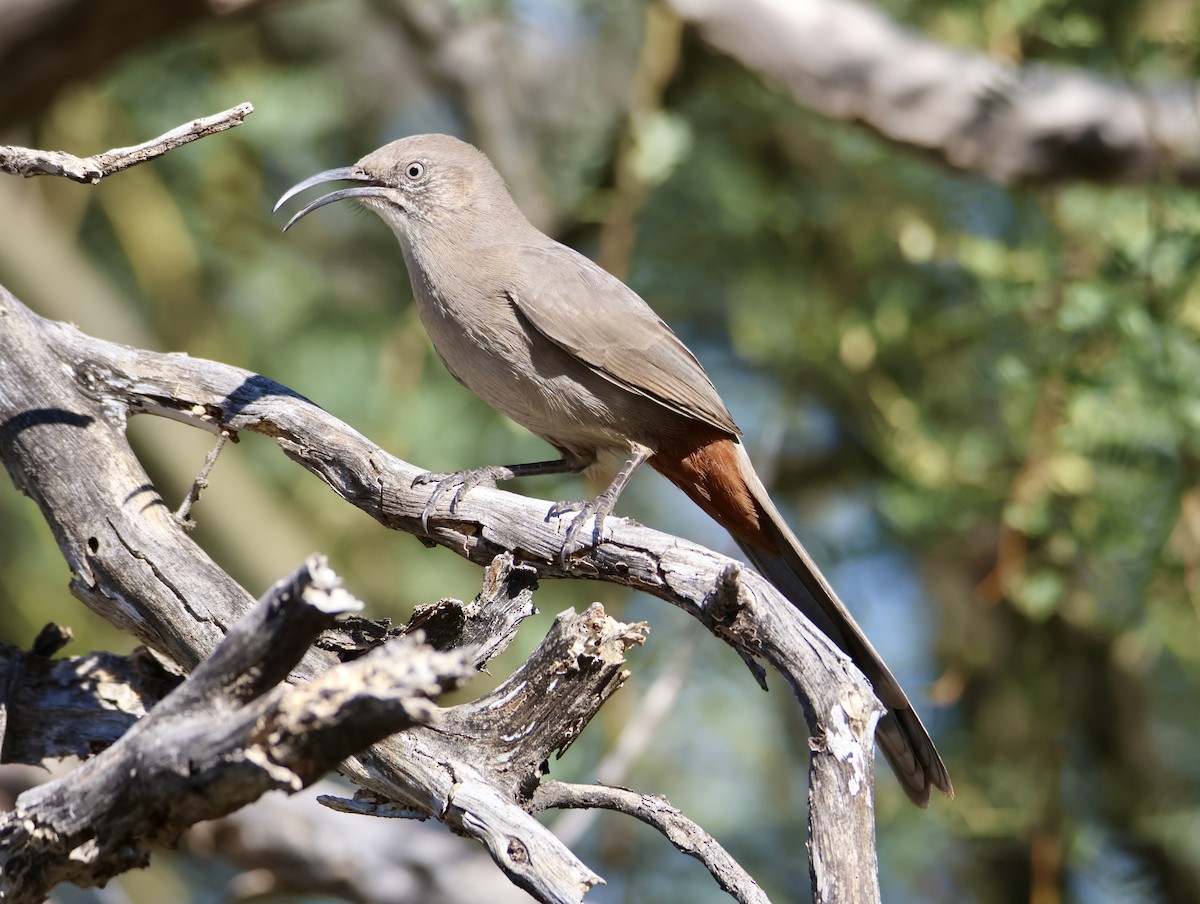 Crissal Thrasher - ML644383503