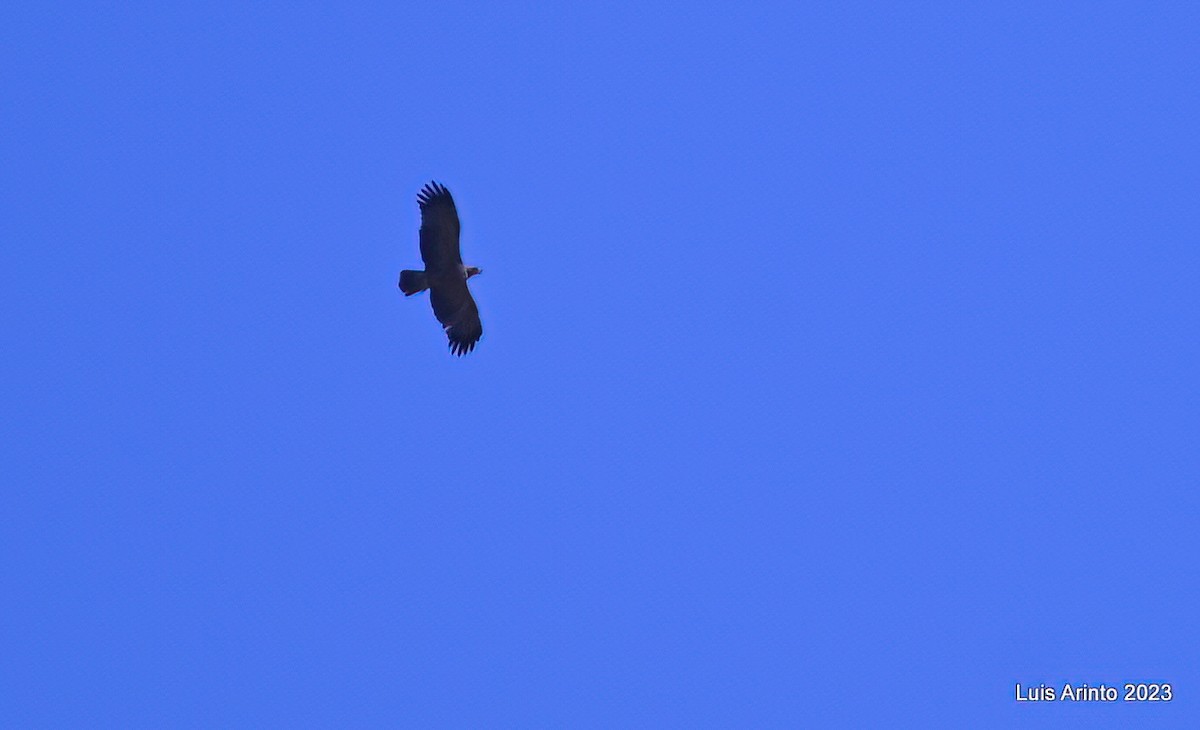 Tawny Eagle - ML644383515