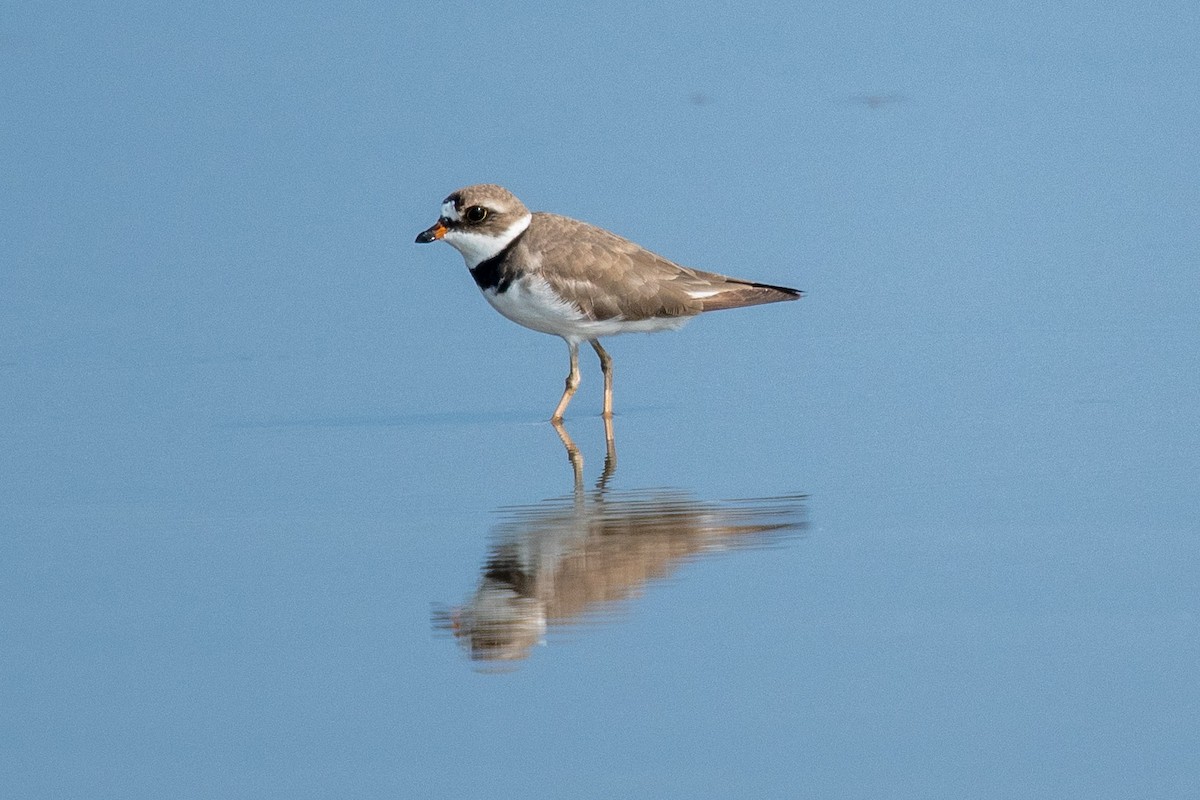 Semipalmated Plover - ML644383516