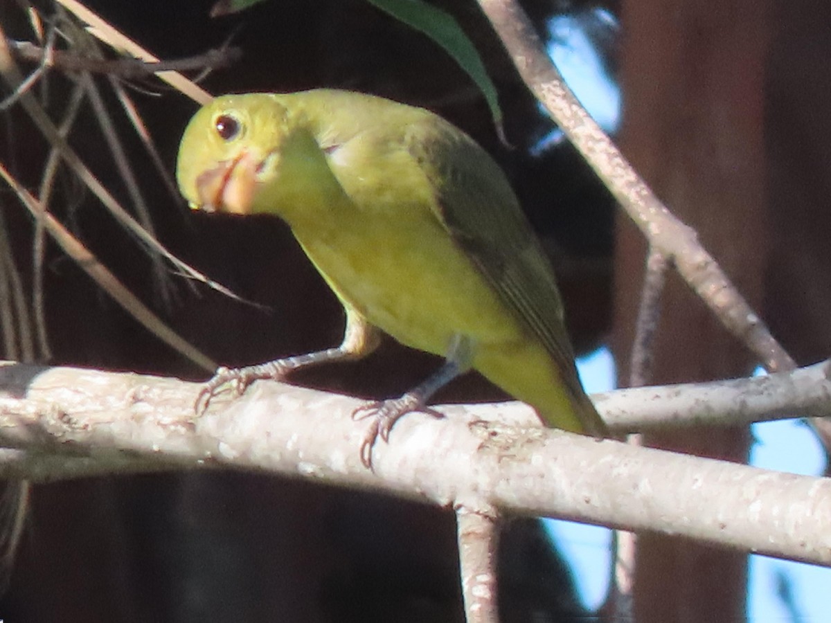 Scarlet Tanager - ML644383524