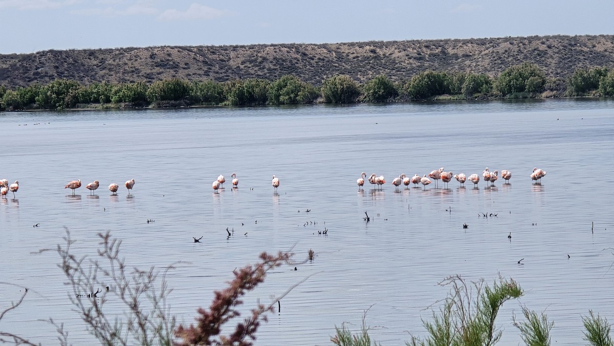 Chilean Flamingo - ML644383534