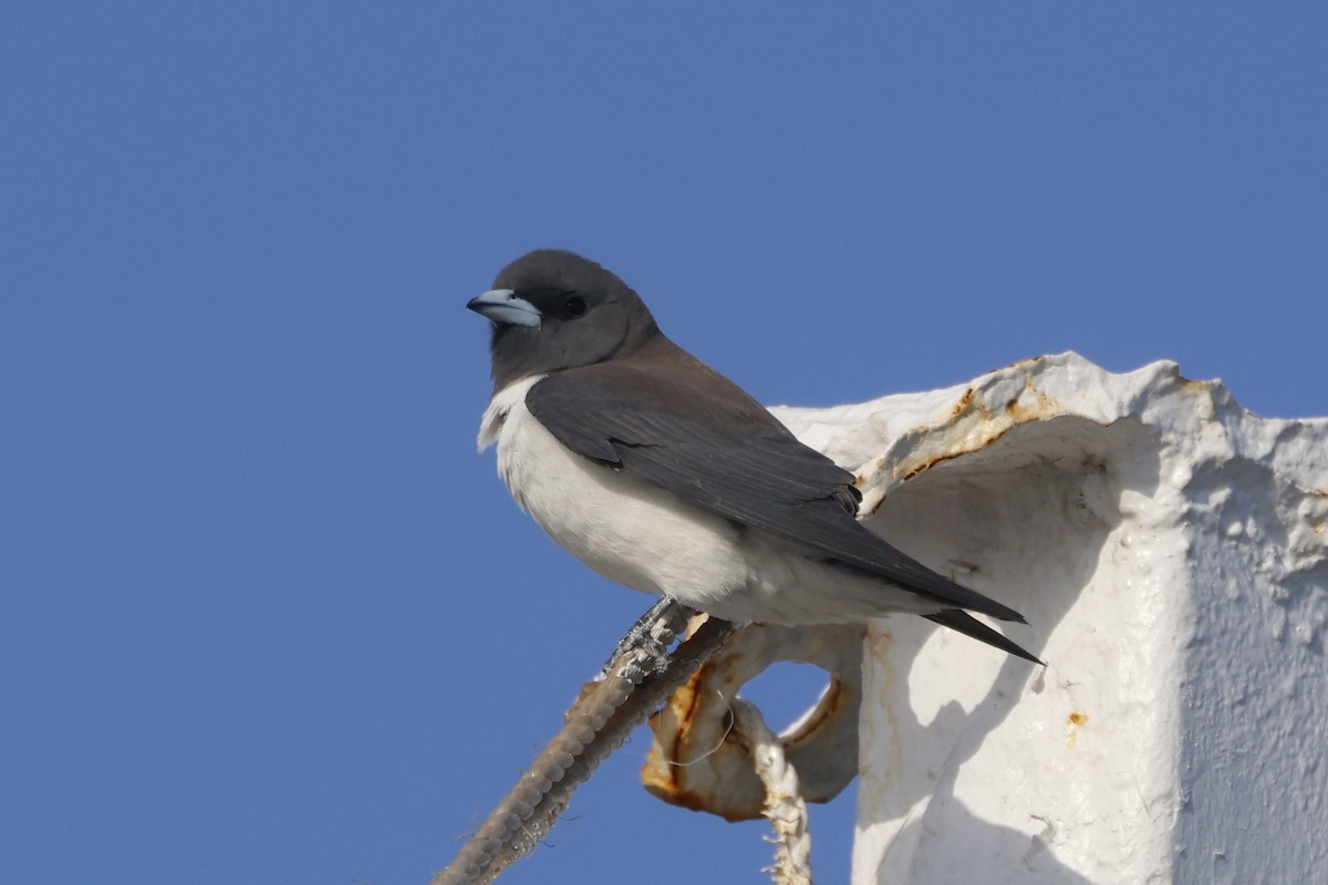 Weißbauch-Schwalbenstar - ML644383536