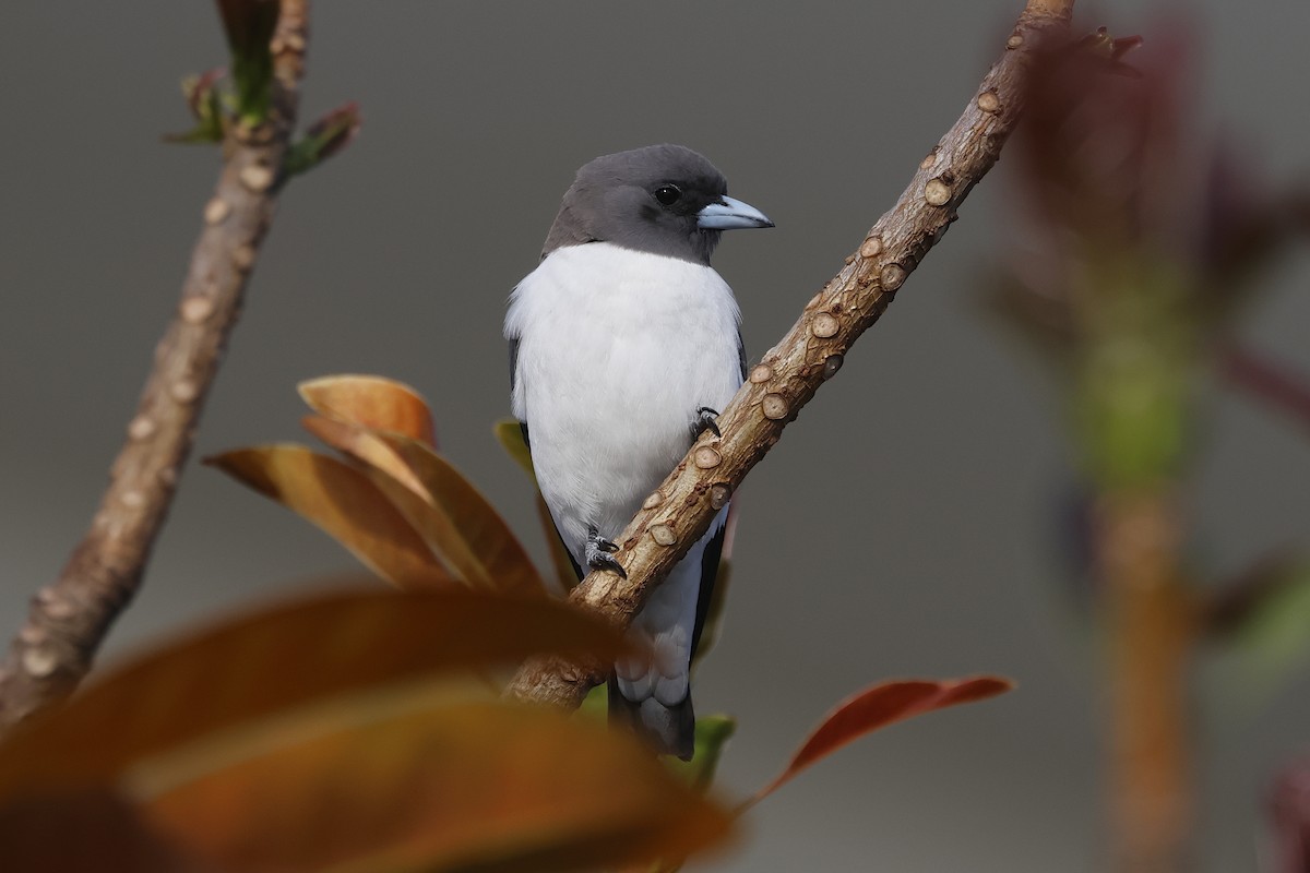 Weißbauch-Schwalbenstar - ML644383537