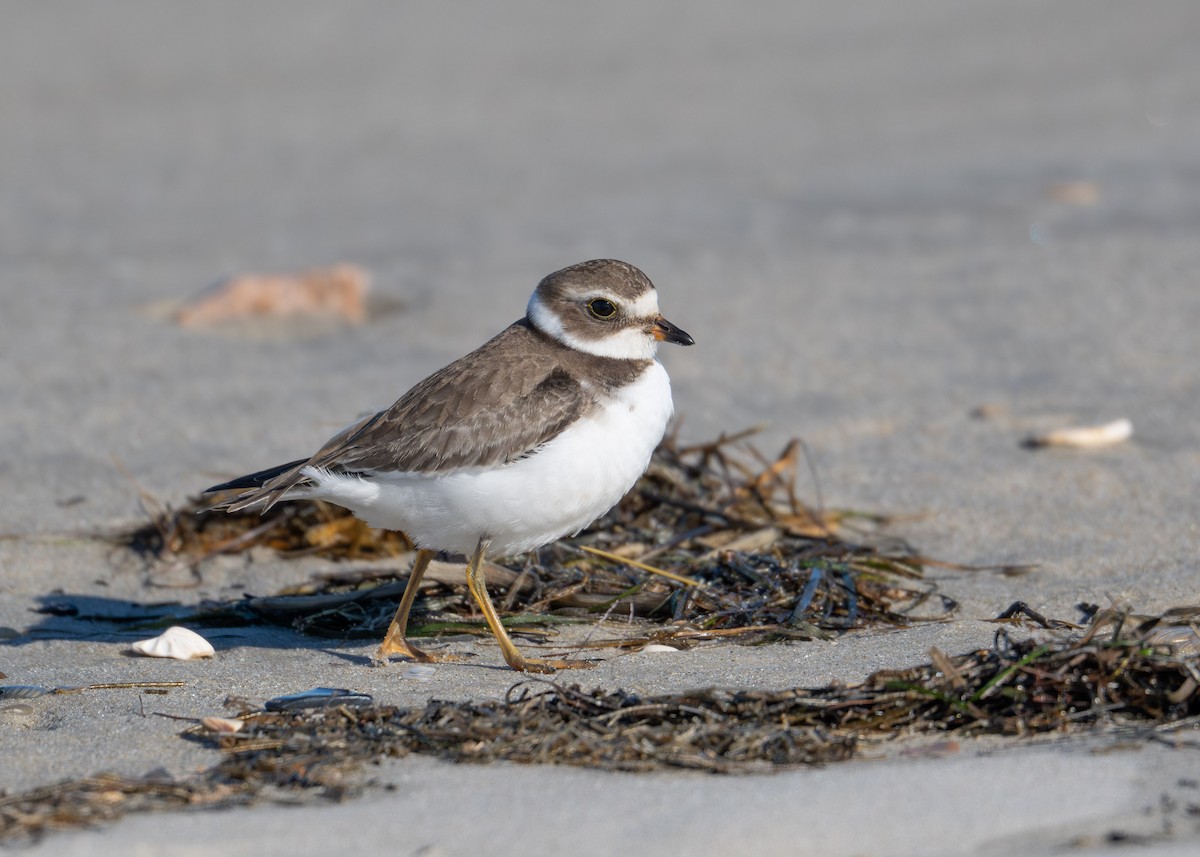 Semipalmated Plover - ML644383543