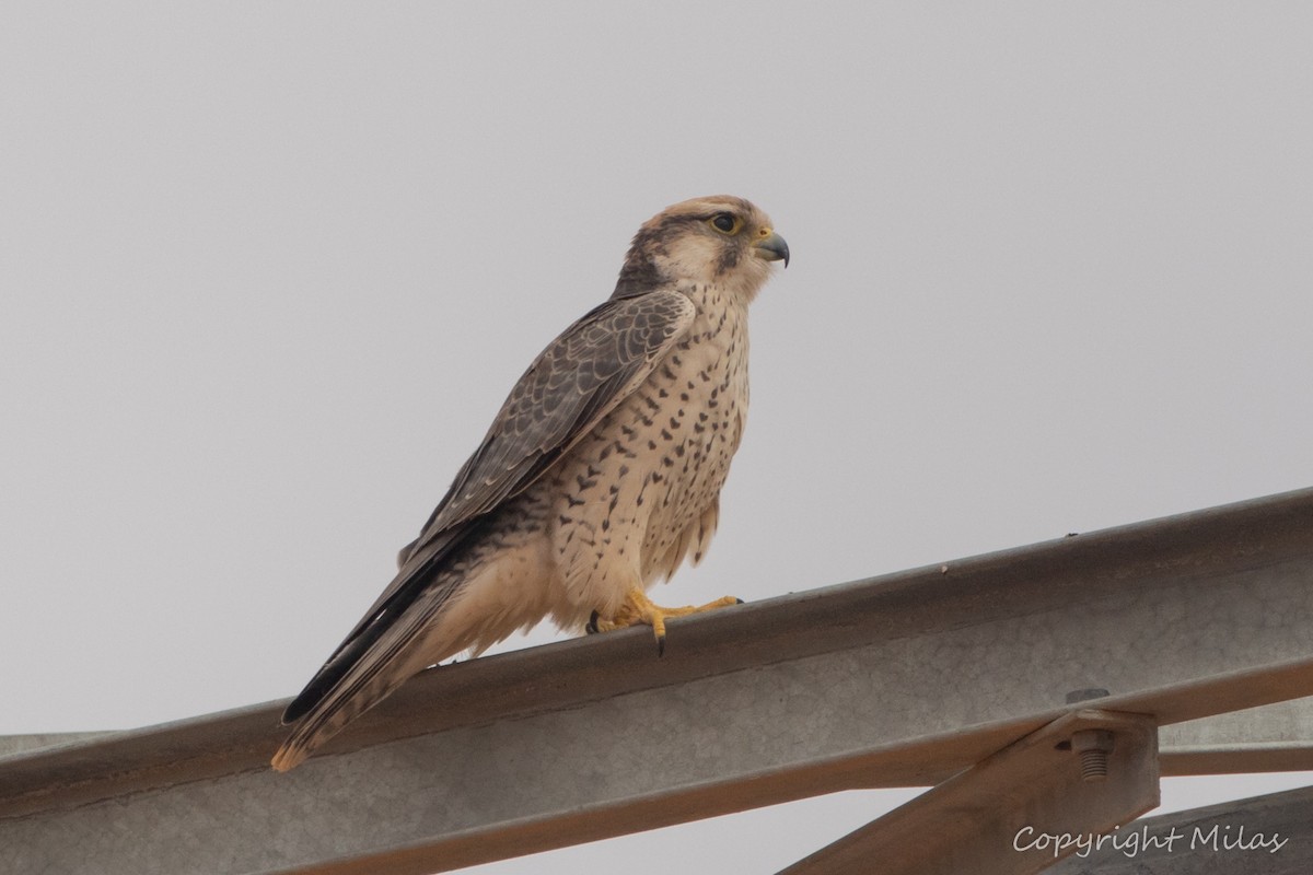 ラナーハヤブサ - ML644383565