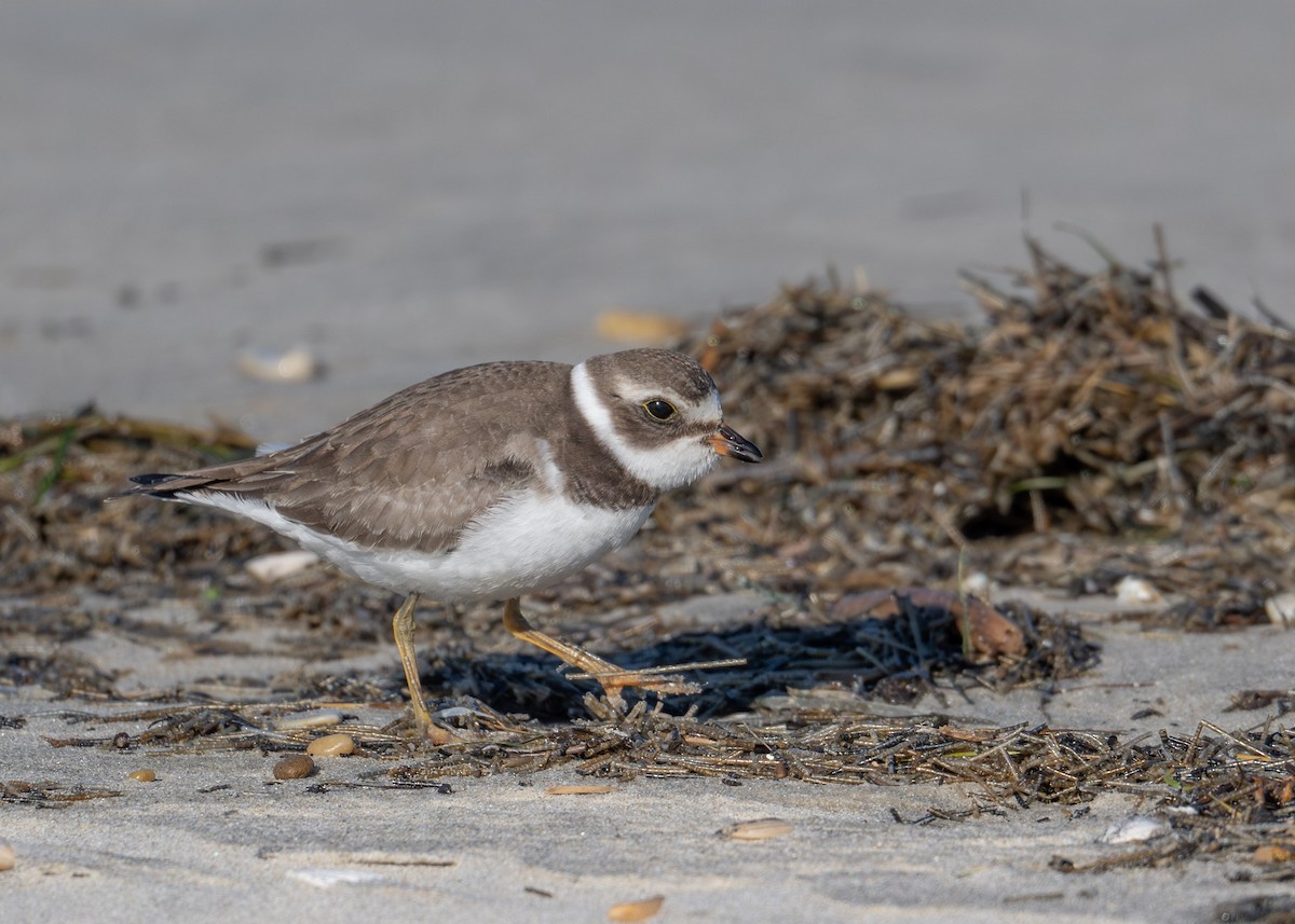 Semipalmated Plover - ML644383570