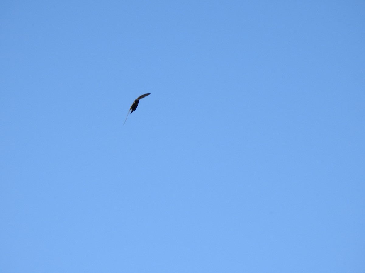 Martinet à collier blanc - ML644383571