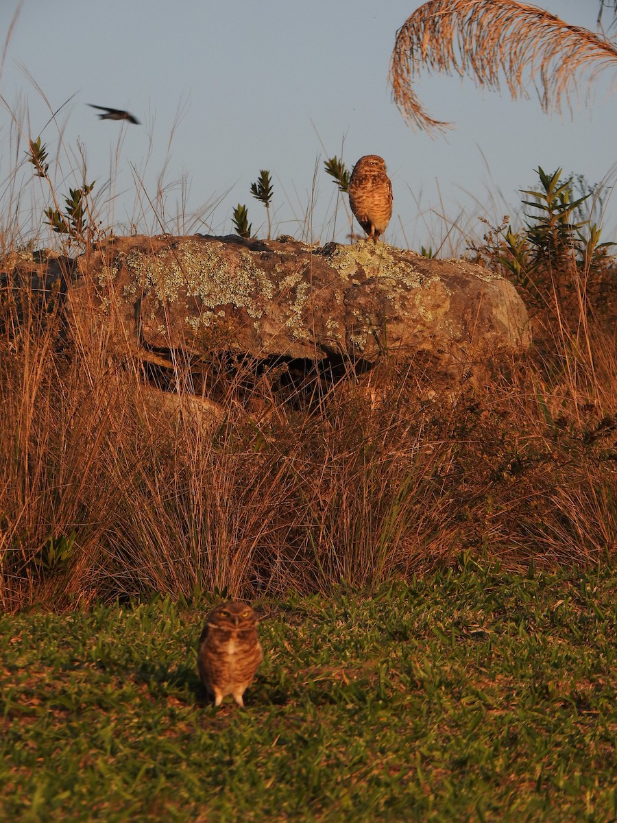 Burrowing Owl - ML644383578