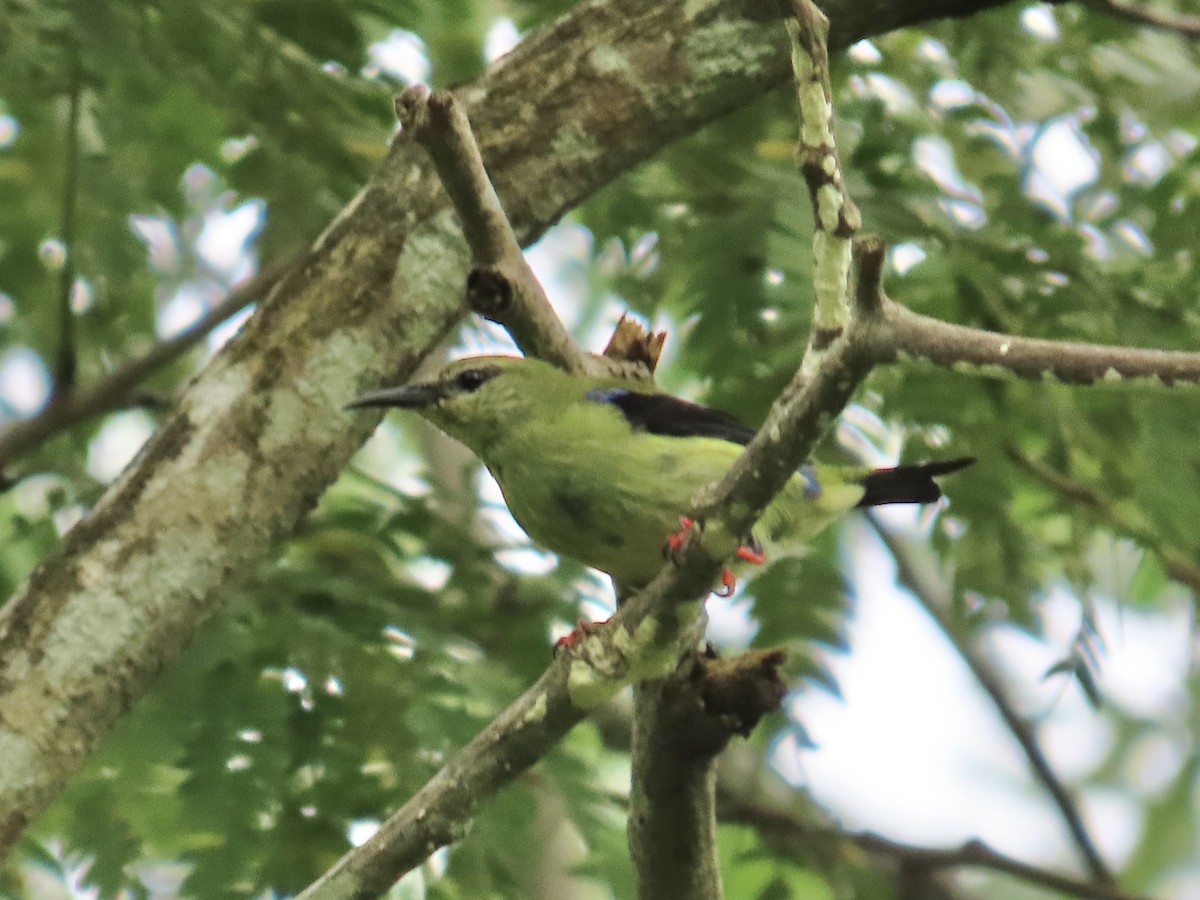 Red-legged Honeycreeper - ML644383581