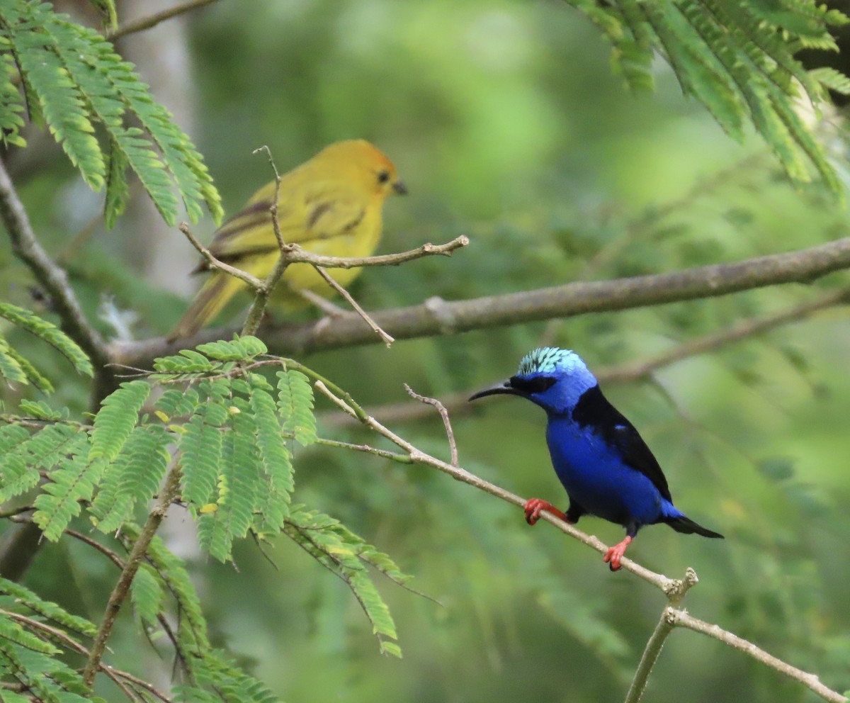 Red-legged Honeycreeper - ML644383582