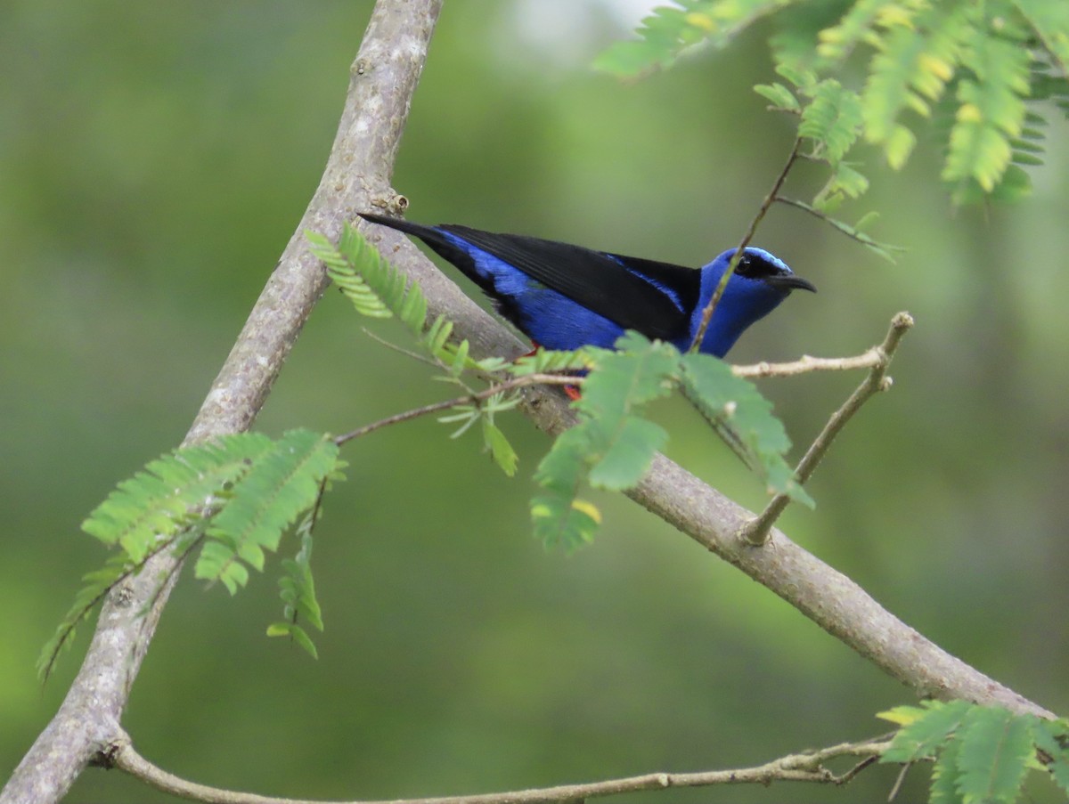 Red-legged Honeycreeper - ML644383583
