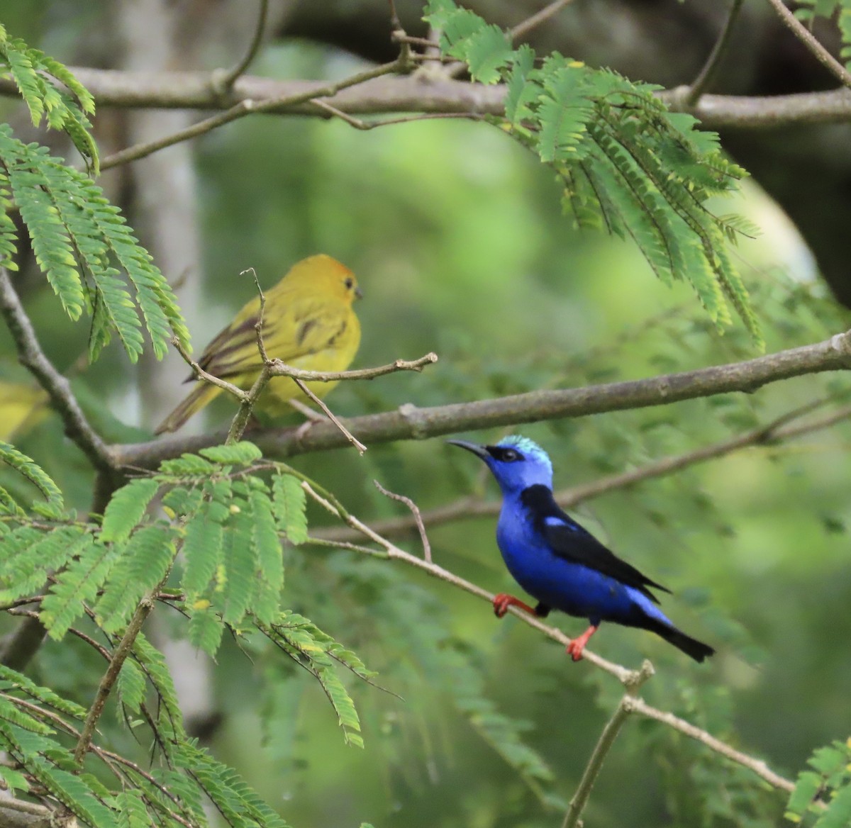 Red-legged Honeycreeper - ML644383584