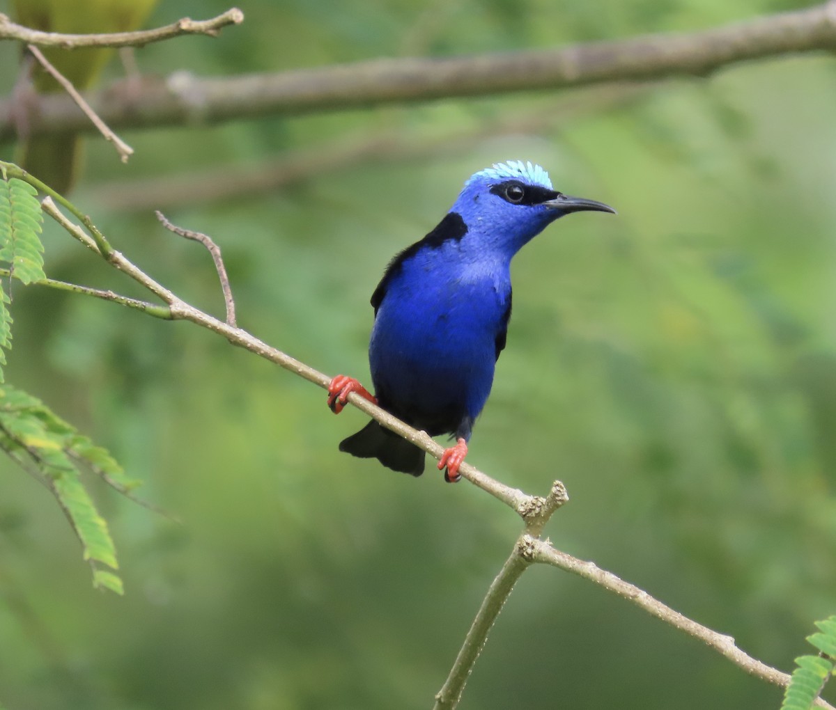 Red-legged Honeycreeper - ML644383585