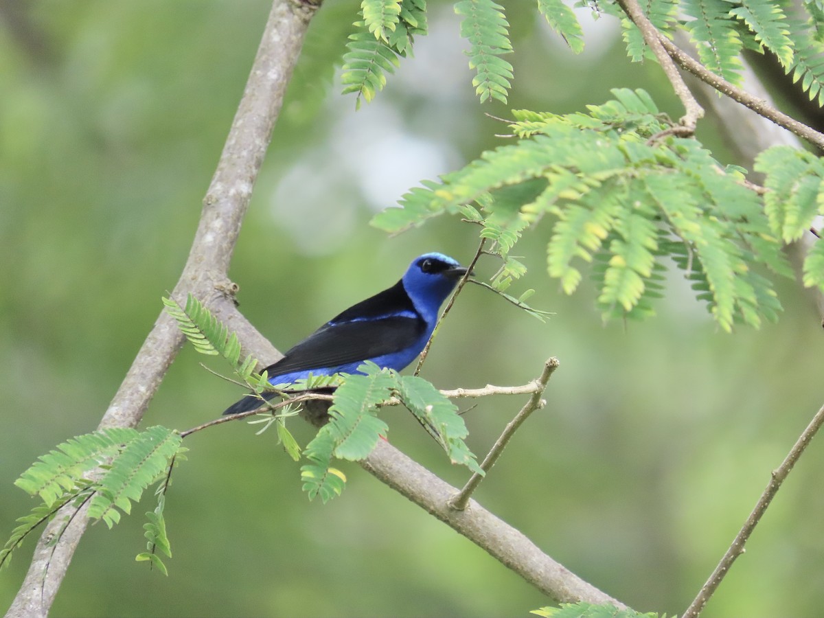 Red-legged Honeycreeper - ML644383587