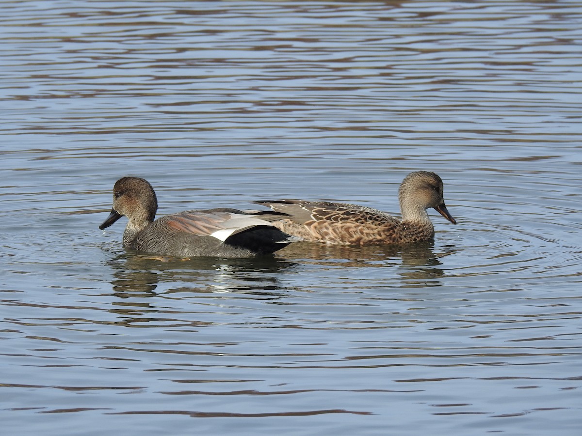 Нерозень - ML644383590