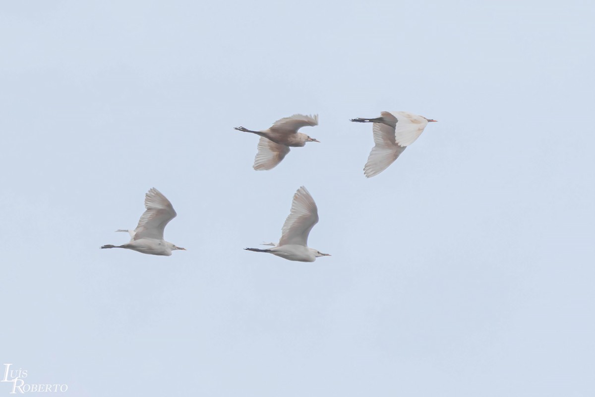 Western Cattle-Egret - ML644383593