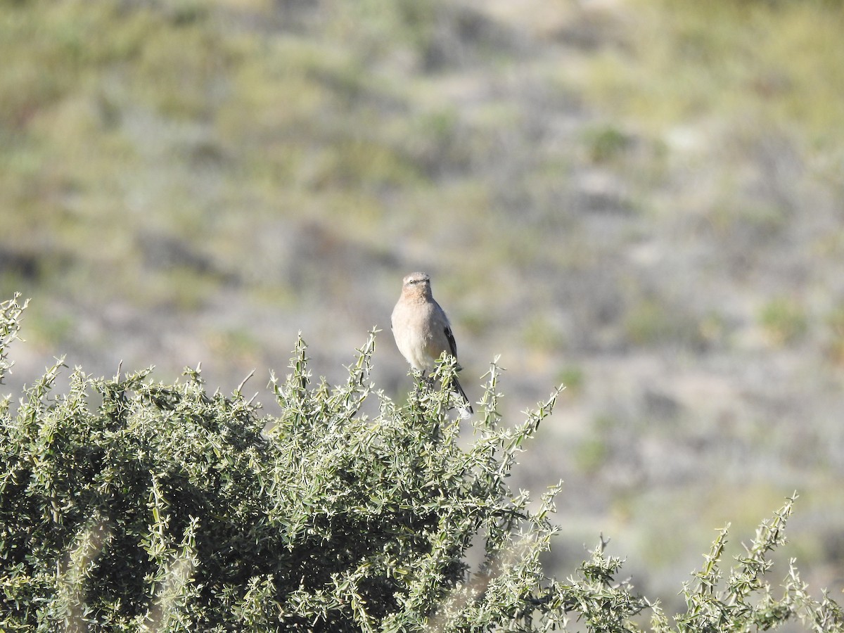 Patagonya Taklitçisi - ML644383594