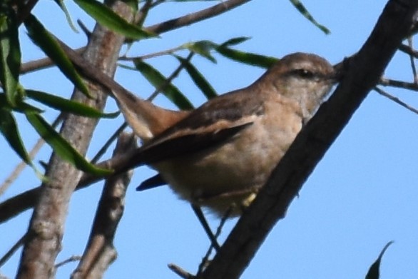 White-banded Mockingbird - ML644383597