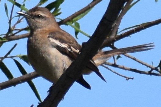 White-banded Mockingbird - ML644383598