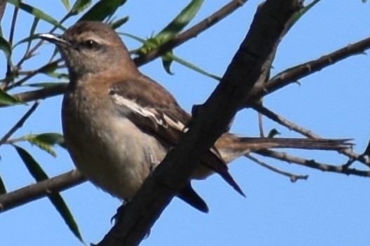 White-banded Mockingbird - ML644383599