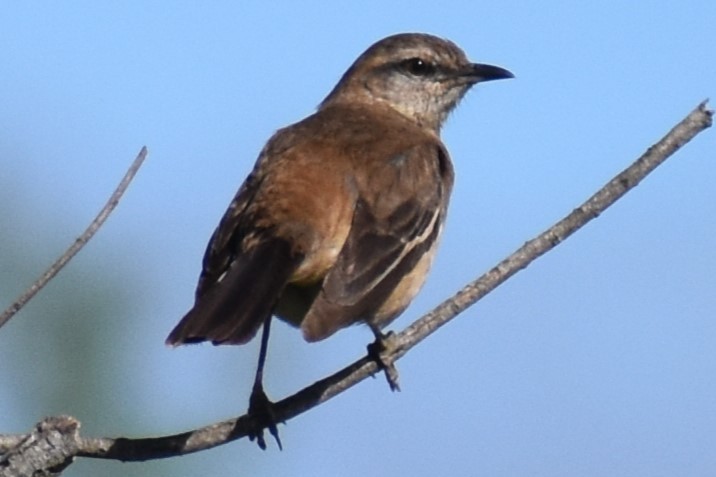 White-banded Mockingbird - ML644383601