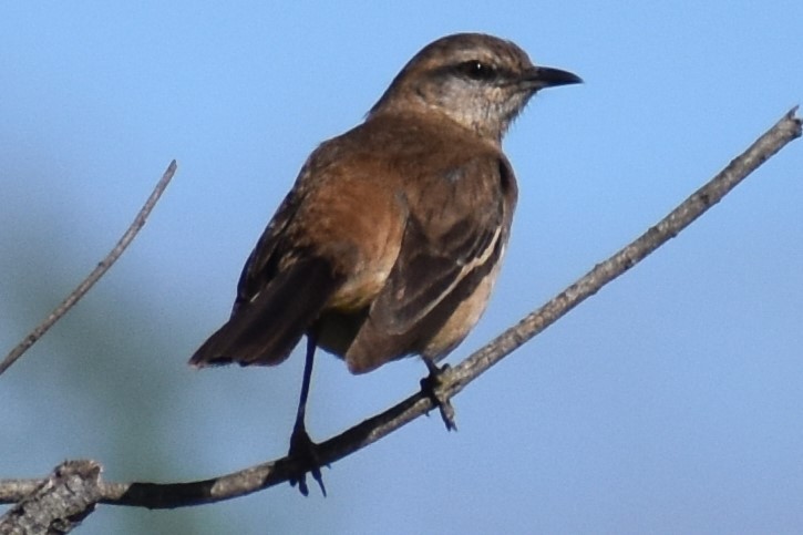 White-banded Mockingbird - ML644383602