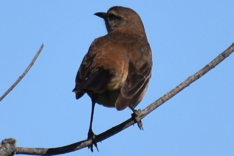 White-banded Mockingbird - ML644383603