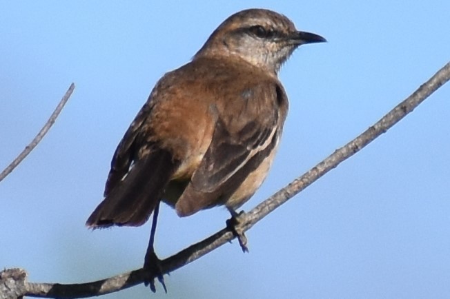 White-banded Mockingbird - ML644383604